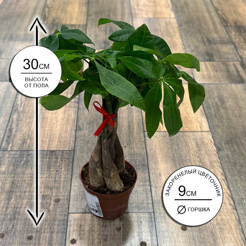 Пахира Акватика штамб коса 9*30 живое комнатное растение в горшке