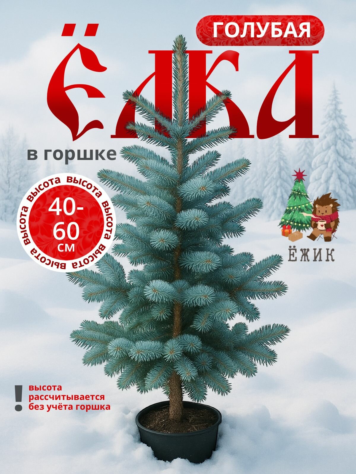 Голубая ель в горшке 40-60см