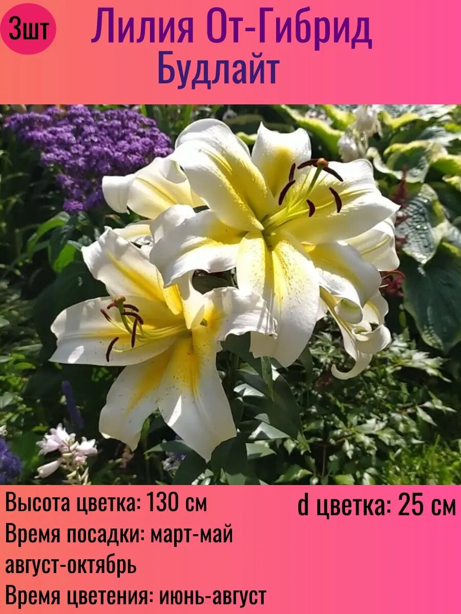 Лилии луковицы От-гибрид многолетние 3 штуки