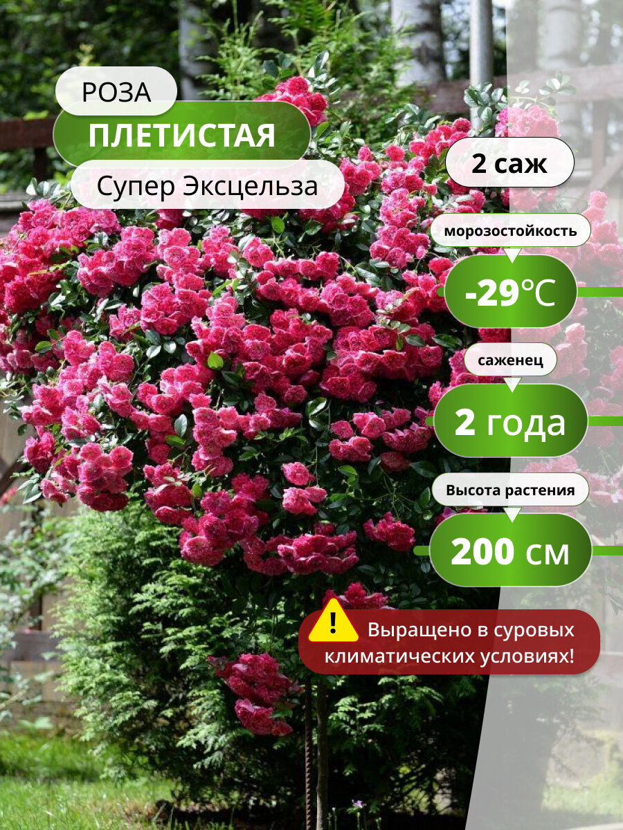 Роза плетистая "Супер Эксцельза", многолетняя, высота растения 300 см, 2 саженца