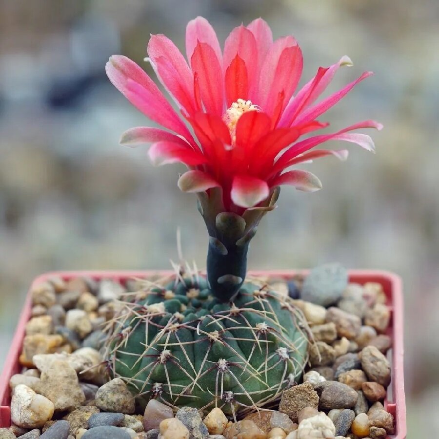 Семена Deodar SEEDS COMPANY Кактус Gymnocalycium baldianum P-127 10 шт.