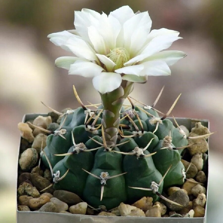 Семена Deodar SEEDS COMPANY Кактус Gymnocalycium mix 10 шт.