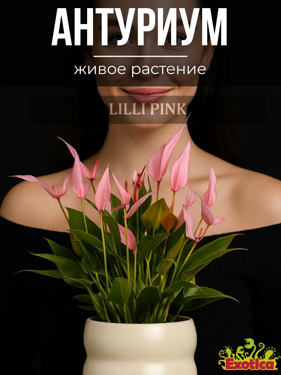 Антуриум Лилли (Anthurium Lilli) D9см или цветок Мужское Счастье