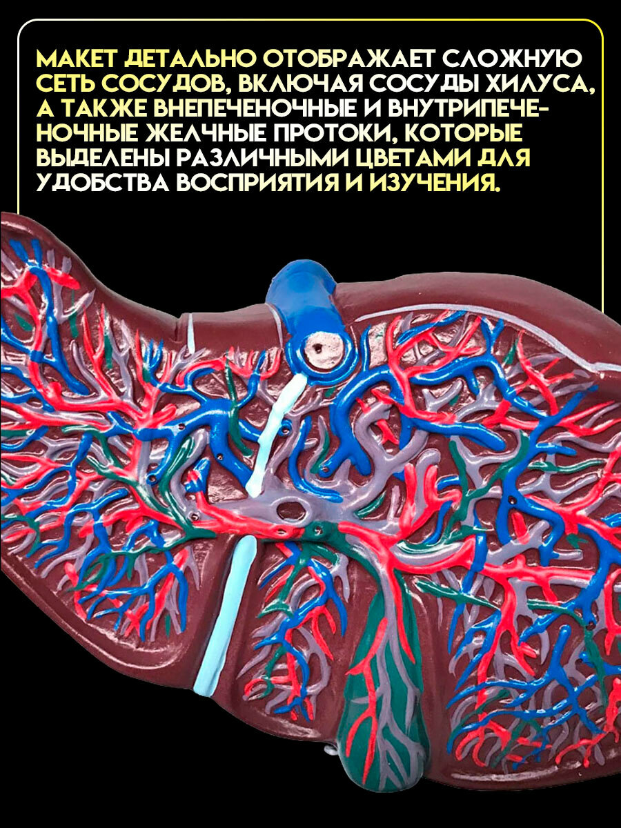 Анатомическая модель печени Retorsa, с подставкой, ПВХ, точная анатомия — фото 1