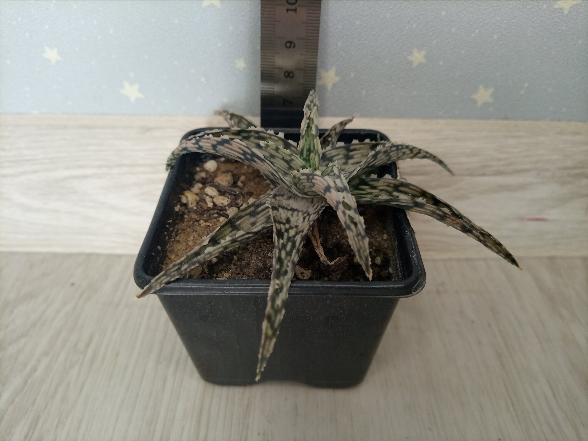 Aloe rauhii - Алоэ Рауха