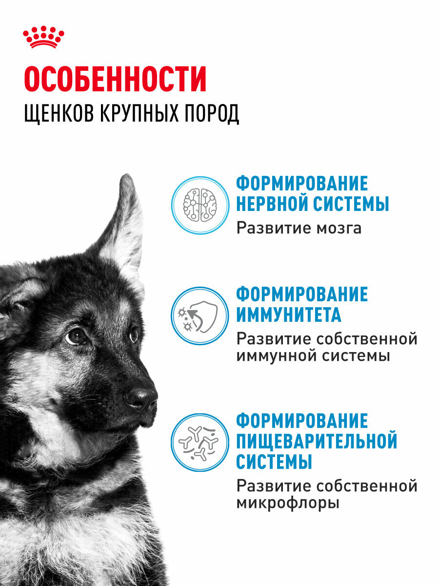 Сухой корм для щенков Royal Canin Maxi Puppy для крупных пород, 3 кг — фото 1
