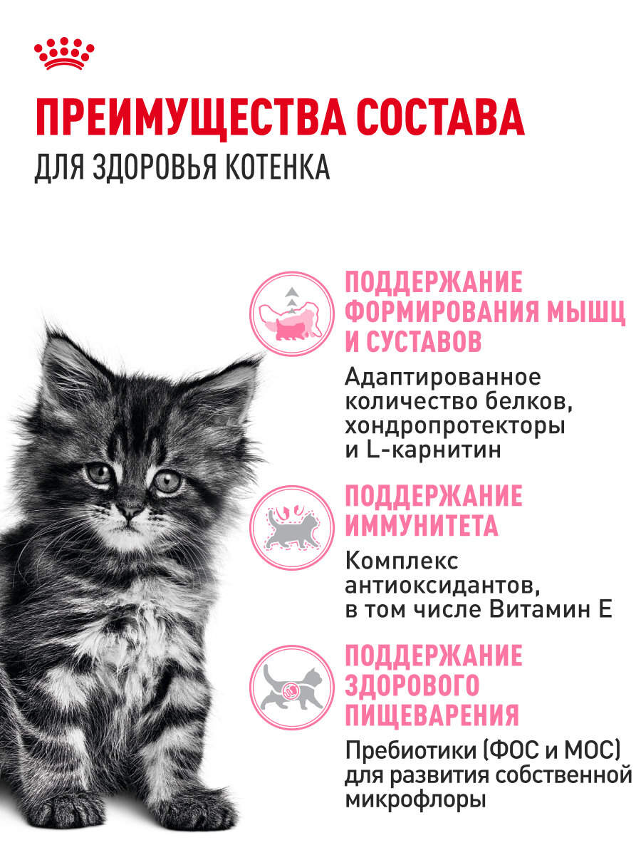 Сухой корм для котят Royal Canin Kitten для породы мейн кун, 4 кг — фото 1