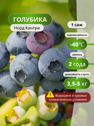 Изображение товара Голубики "Норд Кантри", многолетнее, высота растения 30см, морозостойкая