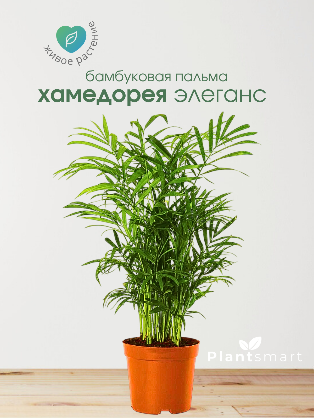 Хамедорея Элеганс живое комнатное растение Бамбуковая пальма диаметр 12 см