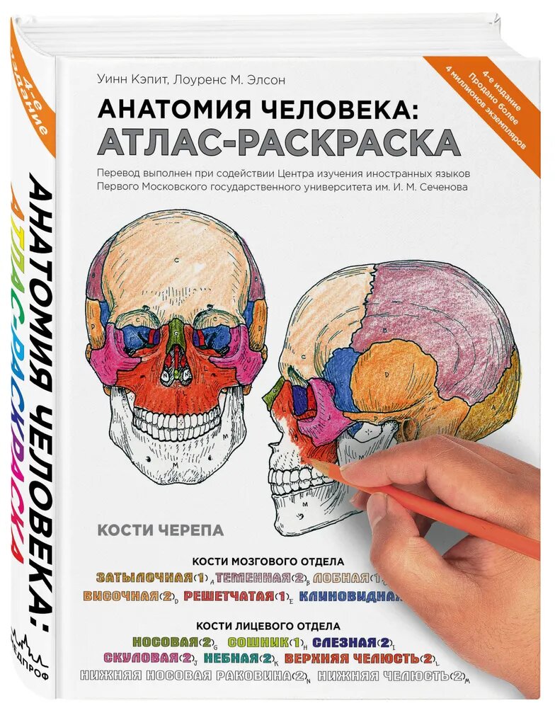 Атлас-раскраска "Анатомия человека" Уинн Кэпит, с цветными иллюстрациями, 376 стр
