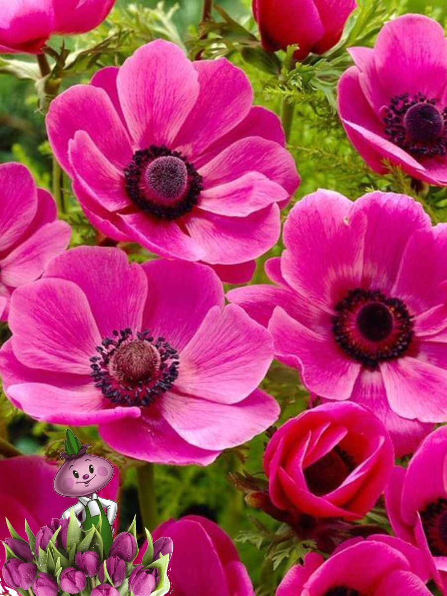 Луковицы цветов chipollino flowers анемона SYLPHIDE (10 луковиц)