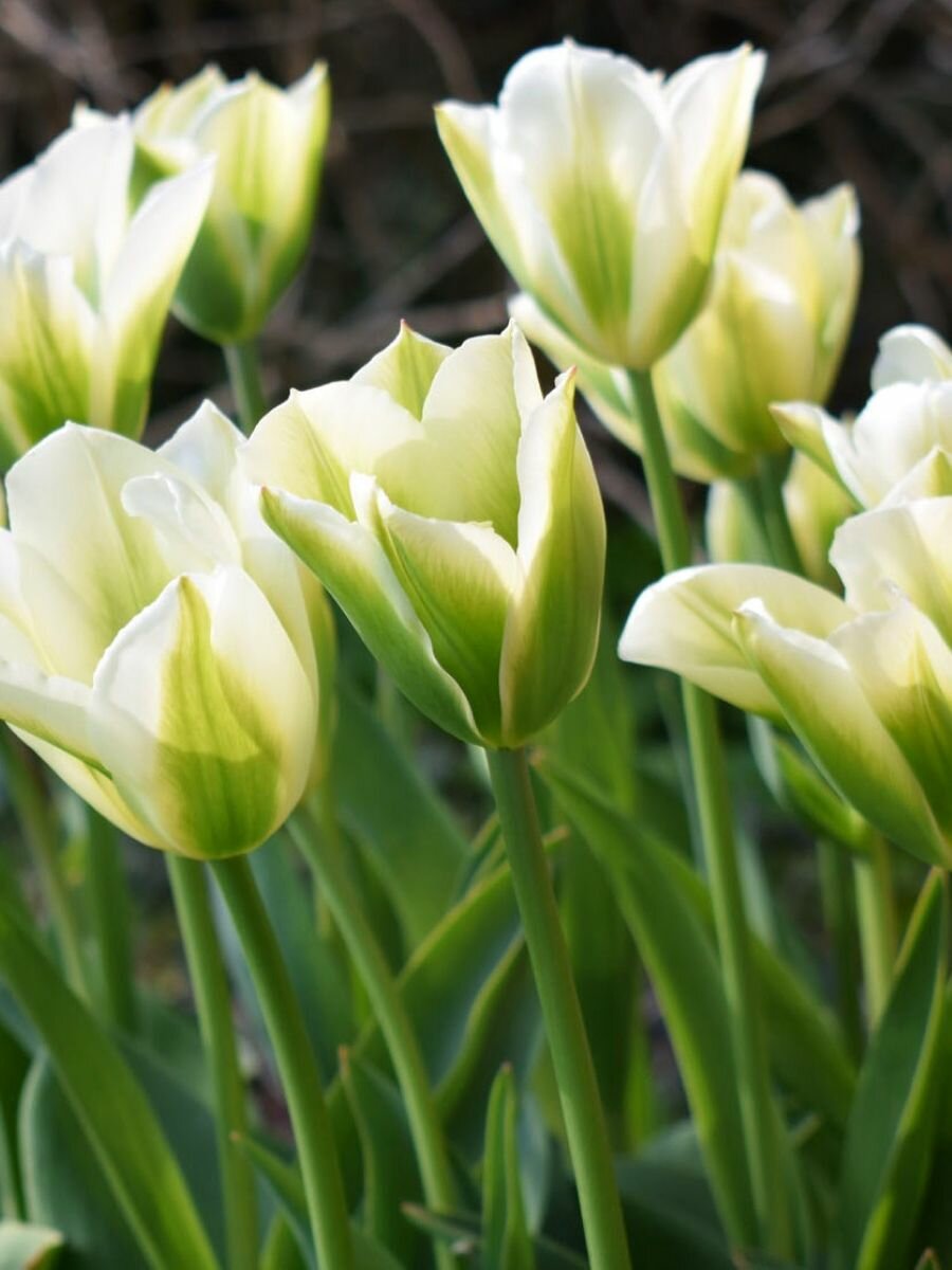 Тюльпаны Holland Bulb Market 