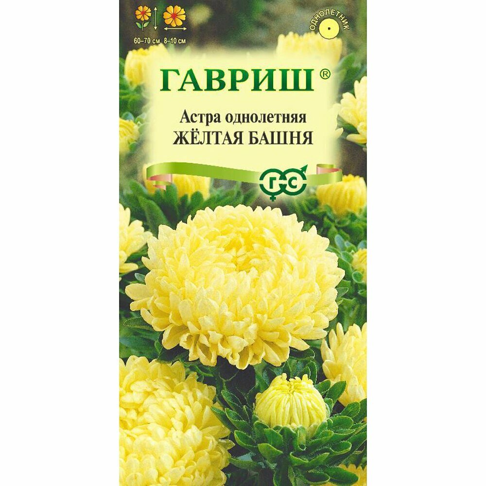 Астра Желтая башня (пионовидная) 03 г