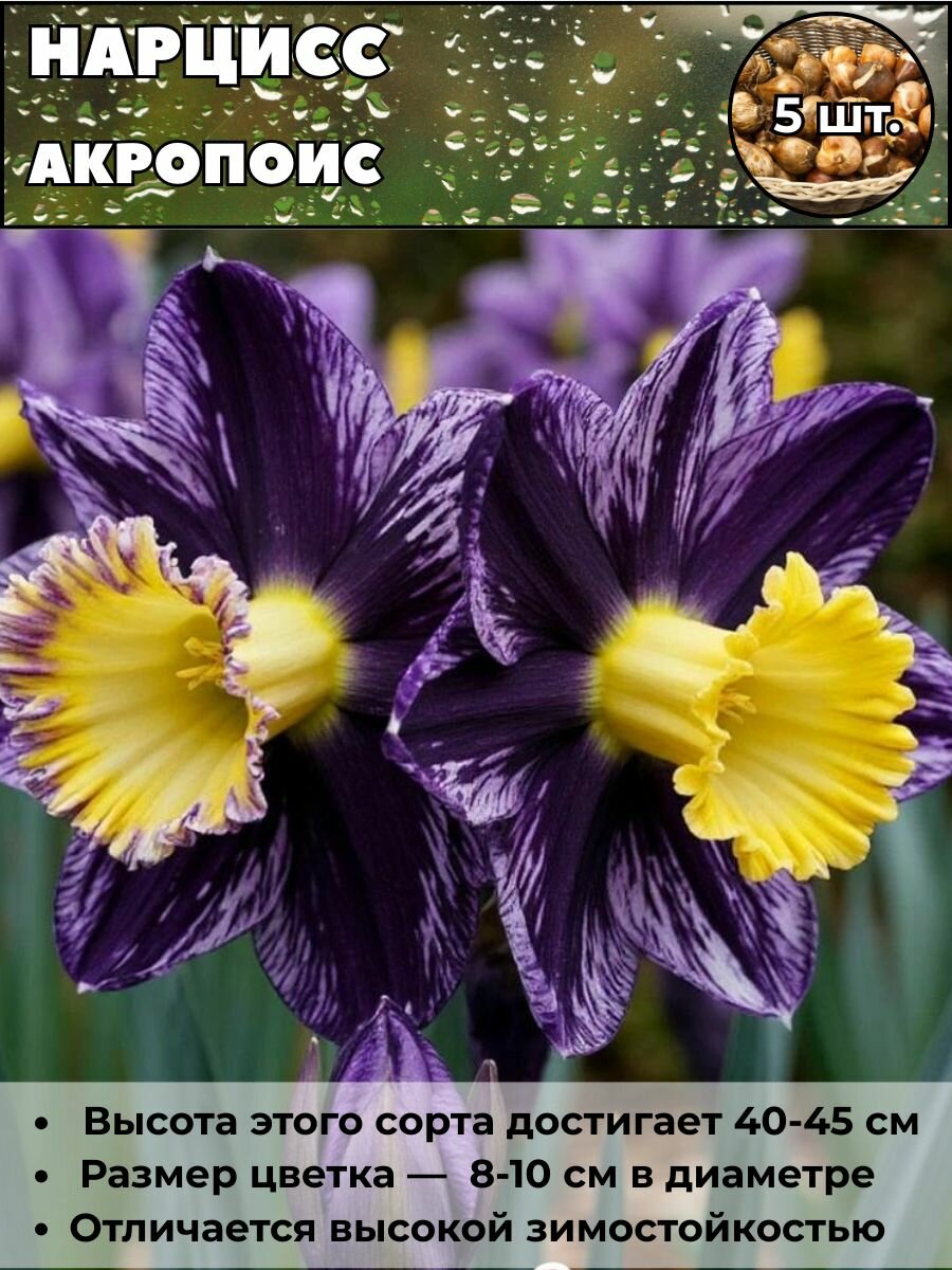 Нарцисс Акропоис луковицы 5 штук