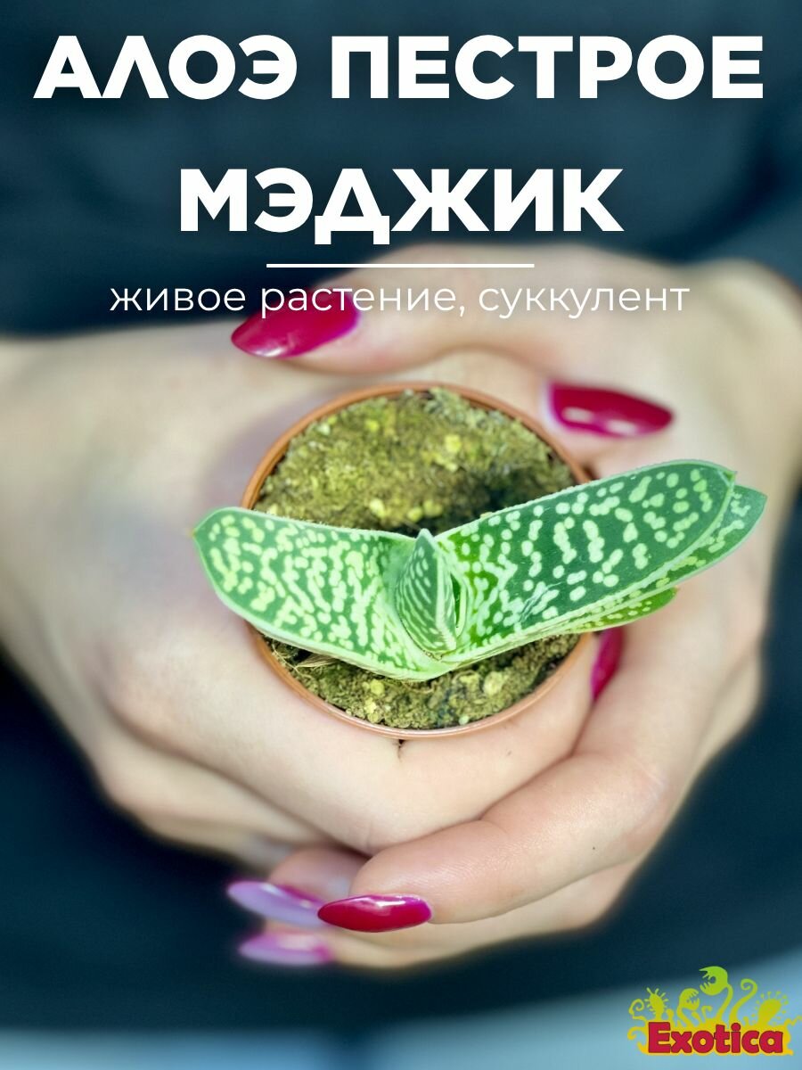 Алоэ Пестрое Мэджик (Aloe Variegata Magic) D5см суккулент в горшке