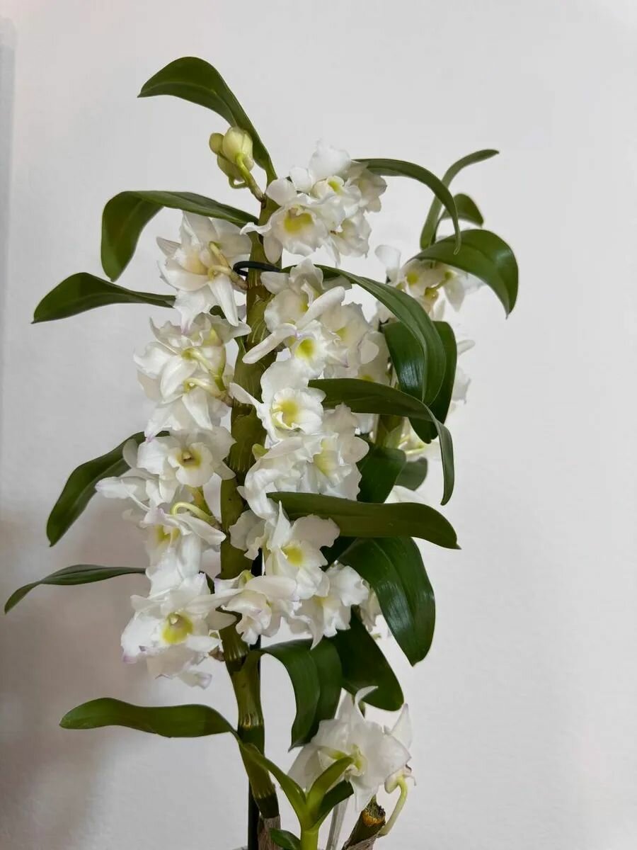 Дендробиум Нобиле белый д 12