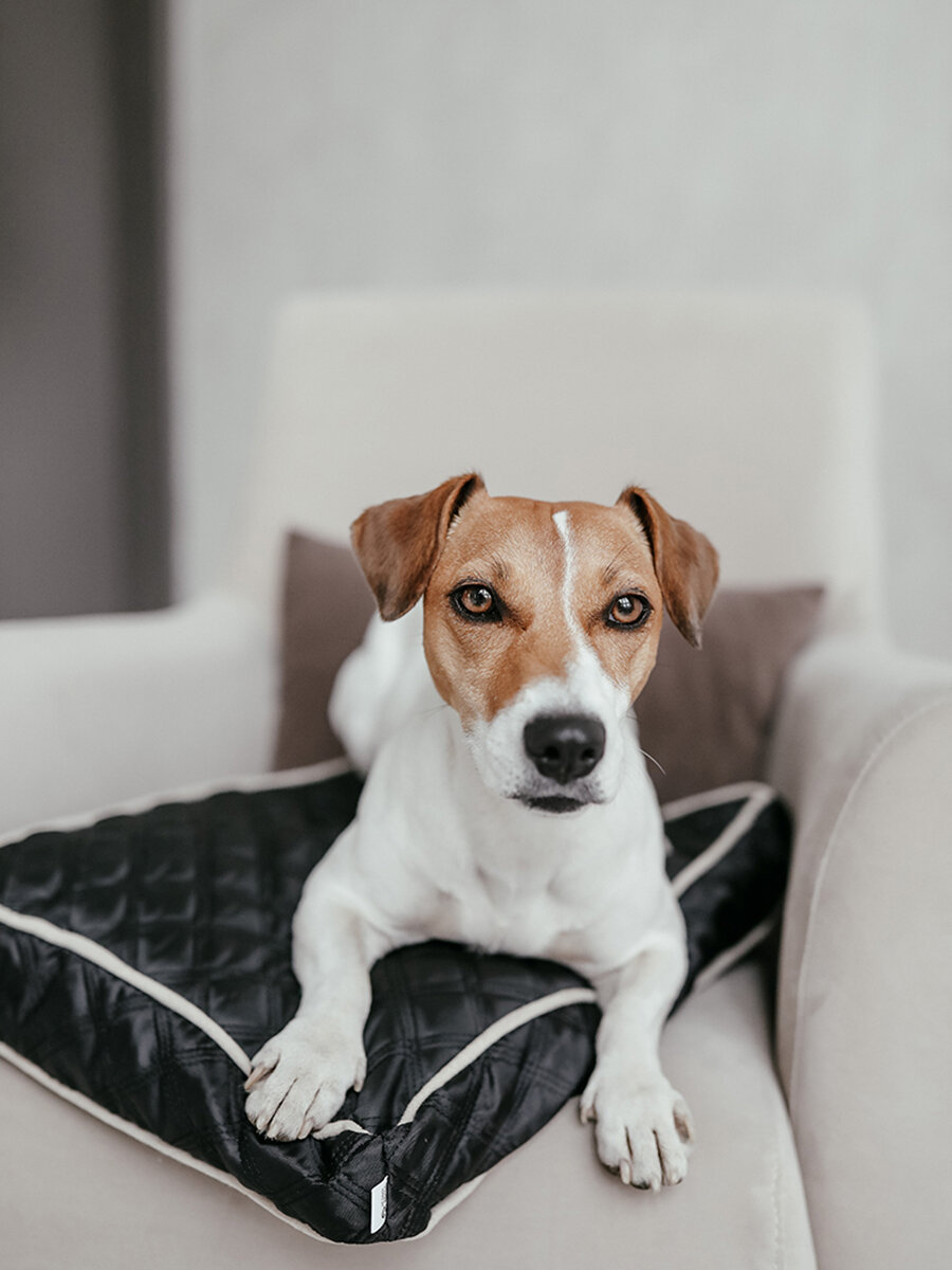 Лежанка для животных, для кошек, для собак, "Не Один Дома" Лорд, черный, M, 60х40х11 см