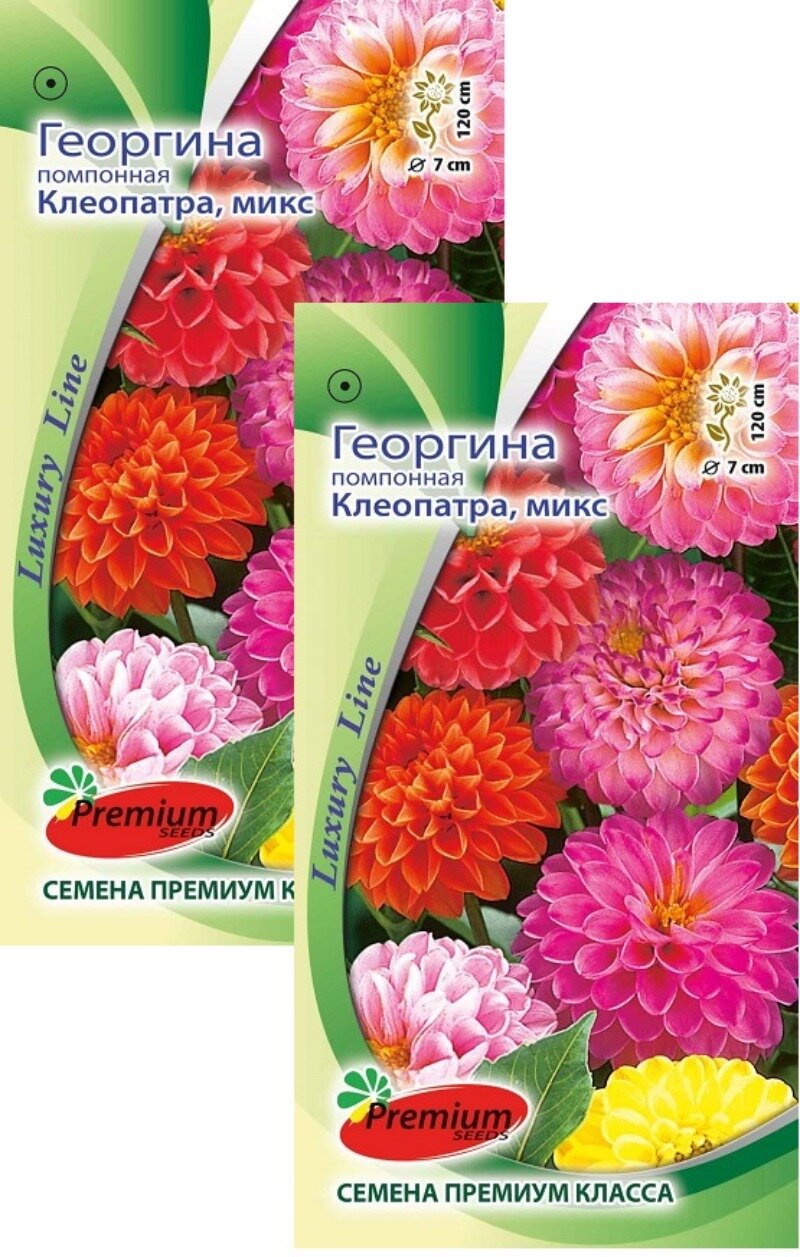 Семена Георгина помпонная Клеопатра смесь (01 г) 2 пакета Прмиум Сидс