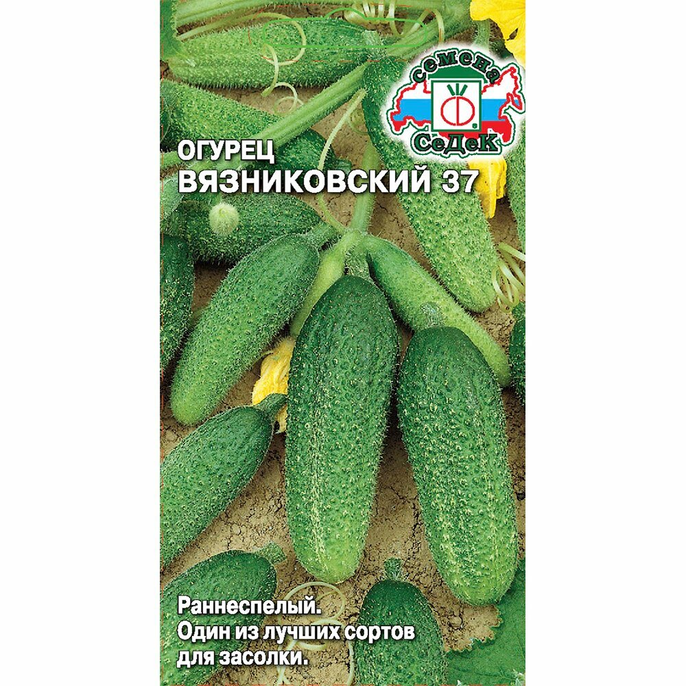 Огурец Вязниковский 37 Евро 05 г