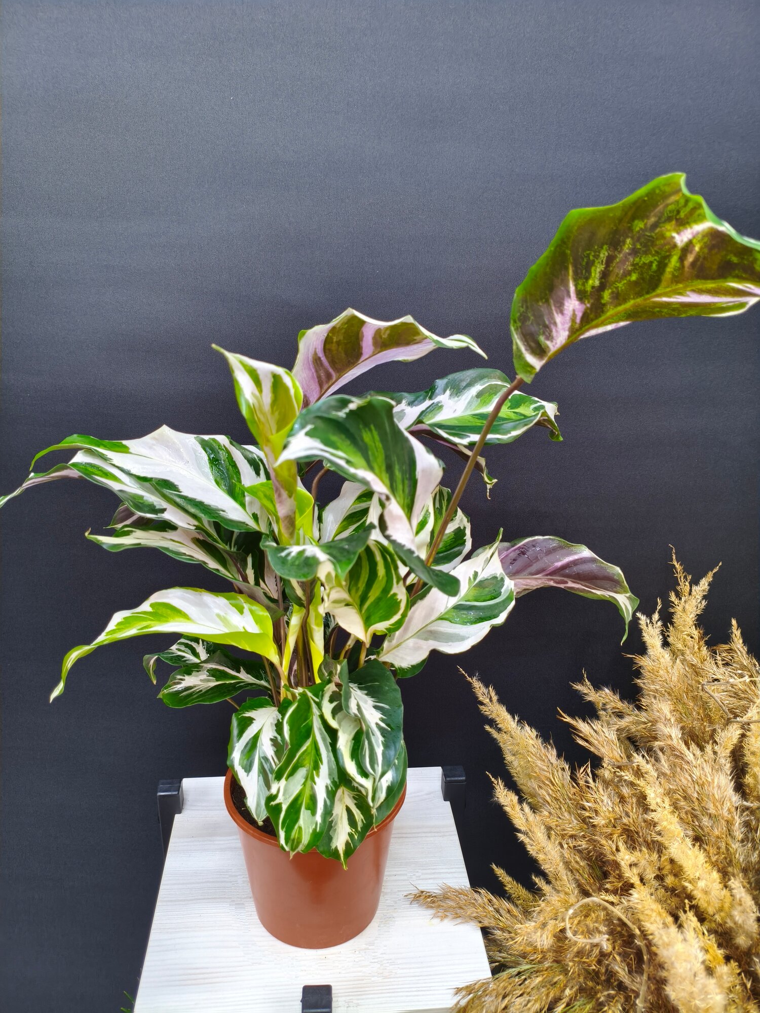 Комнатное живое растение Калатея Фьюжн Вайт в горшке d 14 см