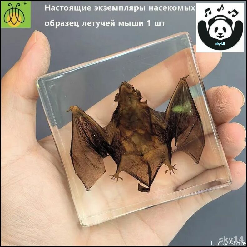Коллекционная летучая мышь в акриле с реальным насекомым, детализированный образец для полки и учебы