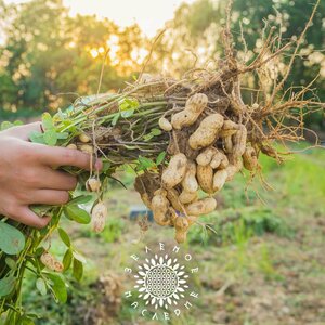 Основная фотография от вендора