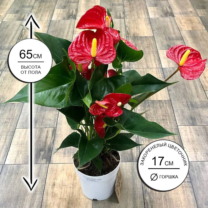 Антуриум Андре Ред Чемпион 17*65 живое комнатное растение в горшке