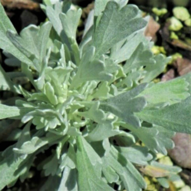 Семена Орешка Полынь трехзубчатая (полынь трехзубая, Artemisia tridentata) 100 шт.