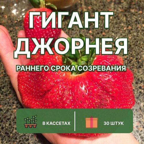 Клубника ранняя Гигант Джорнея 30 штук саженцев