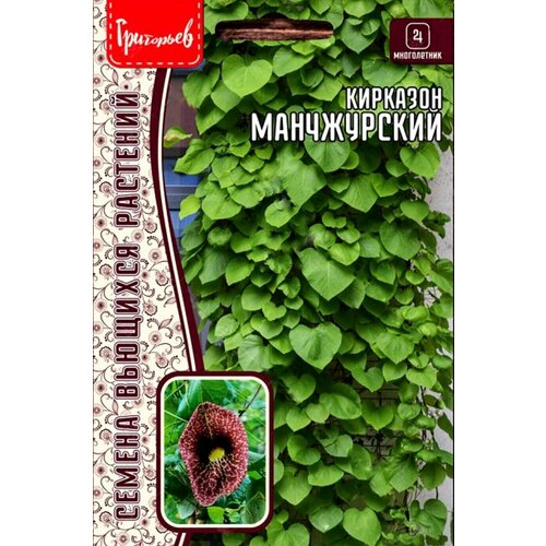 Кирказон Маньчжурский, семена 20шт, 1 пакет, ЧК, зимостойкая лиана с необычными цветками