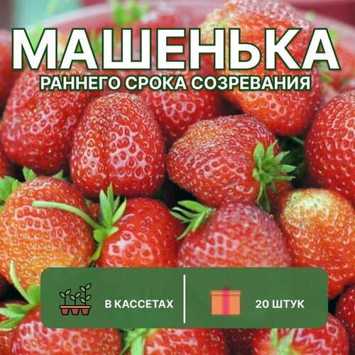 Клубника Машенька 20 штук саженцев