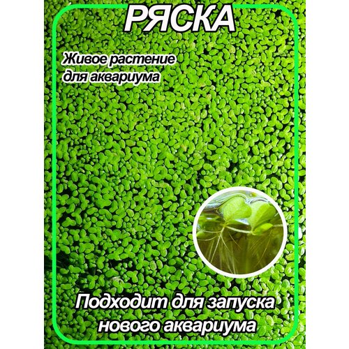 Ряска. Аквариумное растение плавающее. 1 порция.