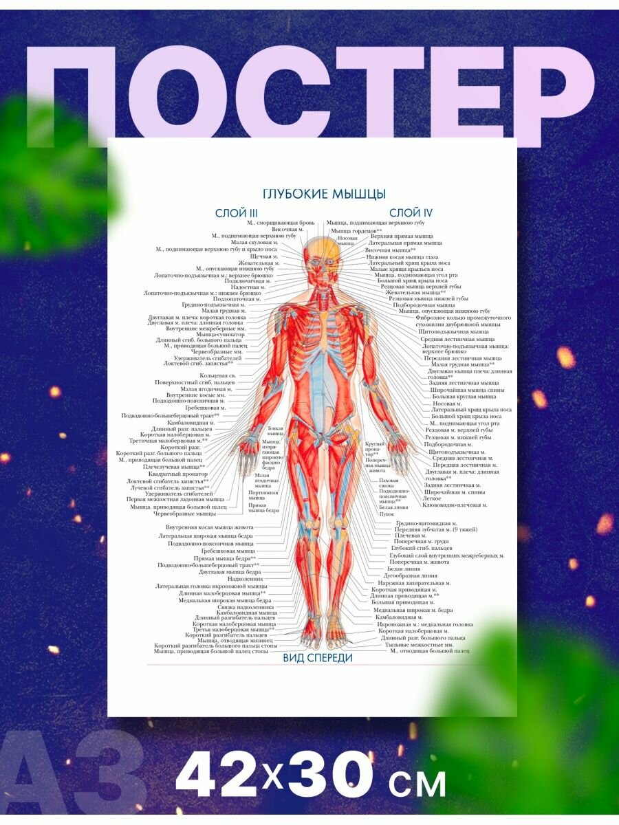 Постер плакат "Анатомия человека", А3,42х30 см