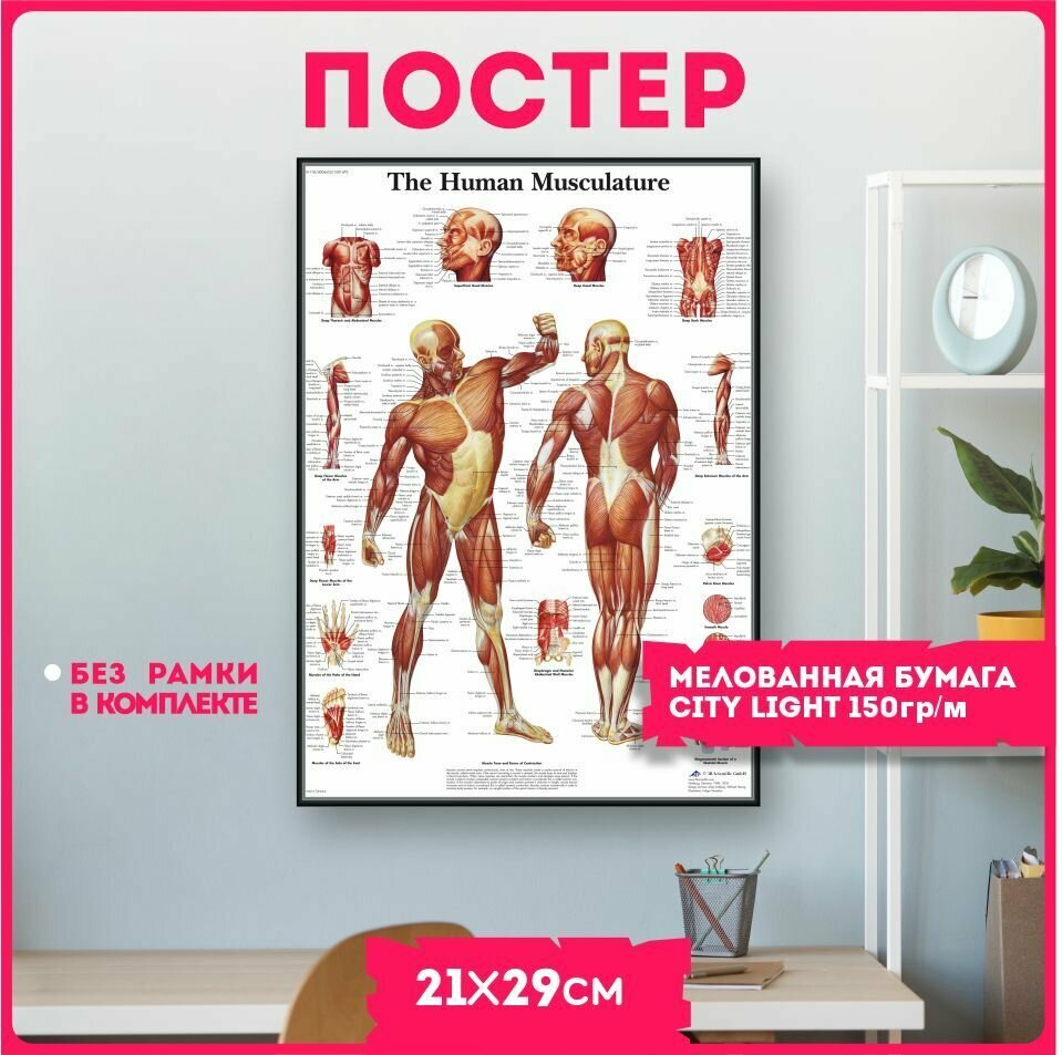 Постеры на стену плакаты интерьерные Анатомия строение тела