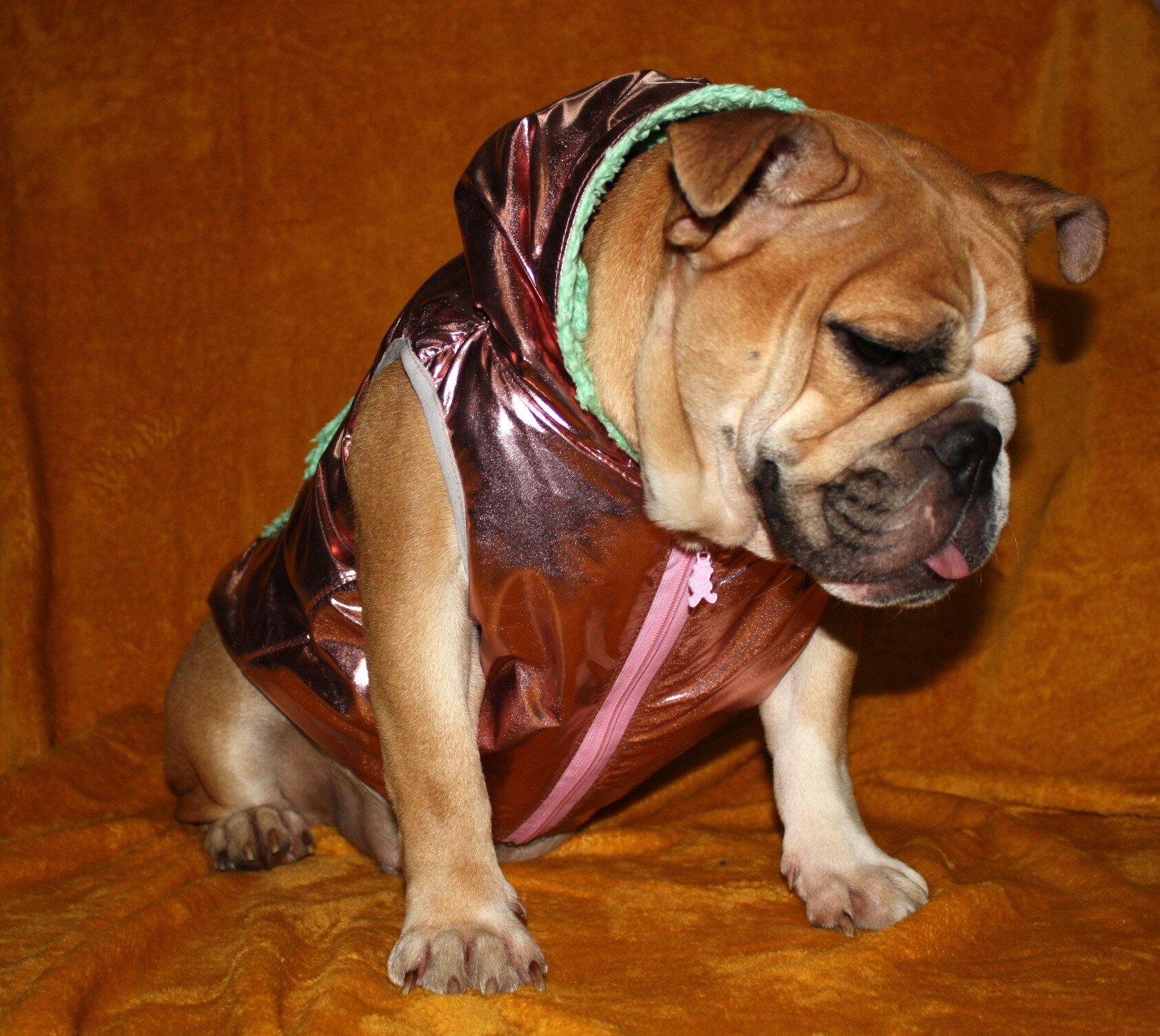 Одежда для собак средних и малых пород жилет - фотография № 2