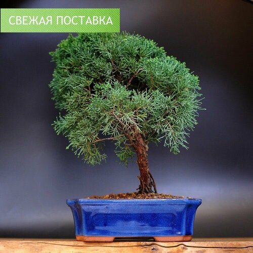 Бонсай Можжевельник, 41 см, 6 лет