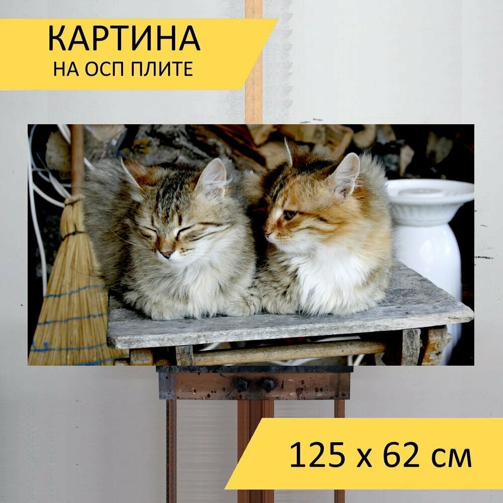 Картина на ОСП "Милый, животное, кошка" 125x62 см. для интерьера на стену