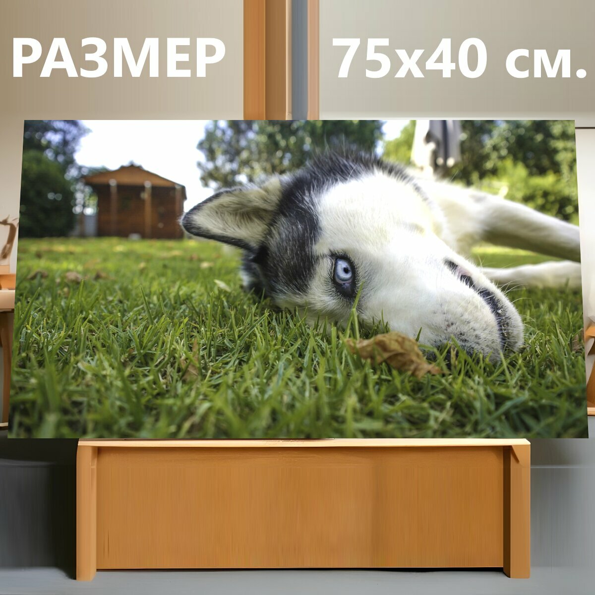 Картина на холсте "Сибирский хаски, хаски, собака" на подрамнике 75х40 см. для интерьера