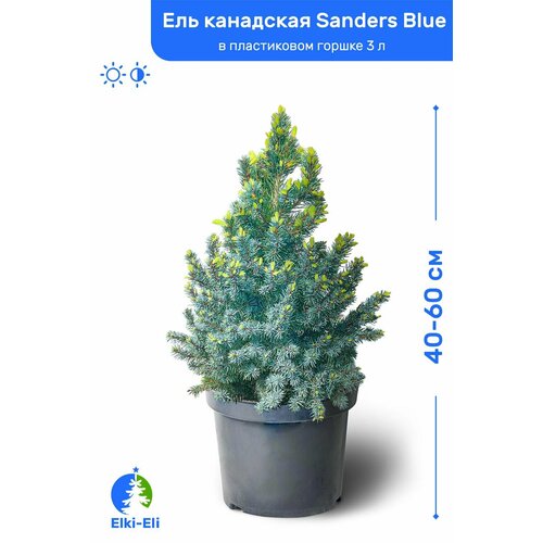 Ель канадская Sanders Blue (Сандерс Блю) 40-60 см в пластиковом горшке 3 л, саженец, хвойное живое растение можжевельник прибрежный blue pacific блю пацифик 40 60 см в пластиковом горшке 3 л саженец хвойное живое растение комплект из 2 шт