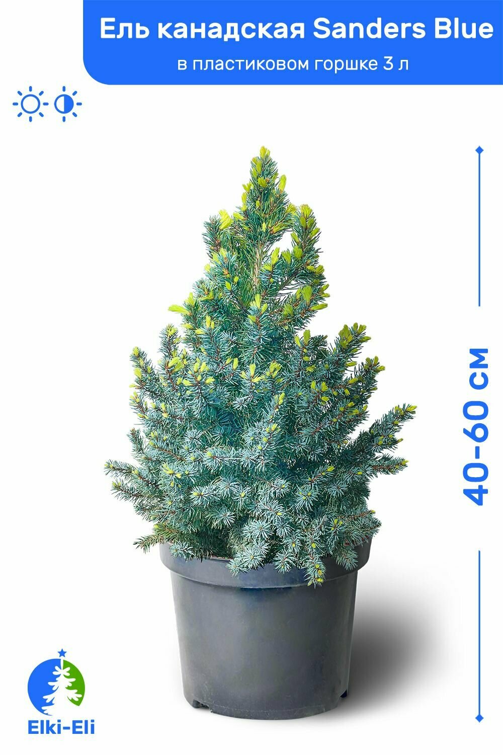 Ель канадская Sanders Blue (Сандерс Блю) 40-60 см в пластиковом горшке 3 л, саженец, хвойное живое растение