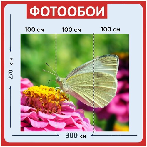 Фотообои Большой белый бабочка цинния 300x270 см флизелиновыена стену 3970₽