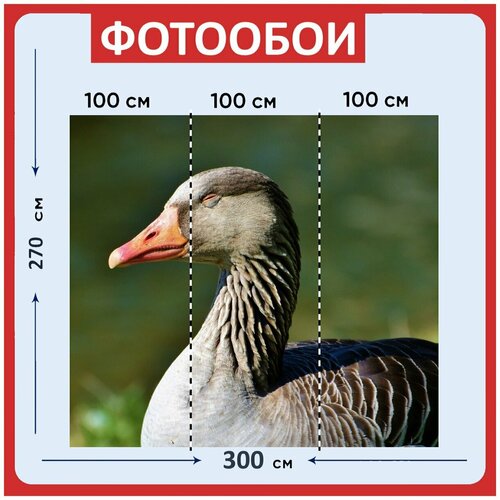 Фотообои Дикий гусь серый гусь водоплавающая птица 300x270 см флизелиновыена стену 2970₽