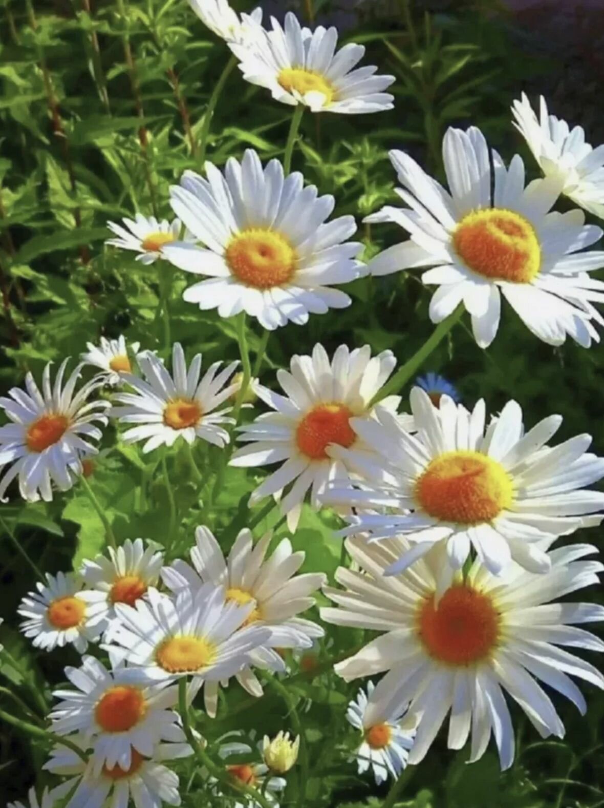 Алмазная мозаика на подрамнике / Картина стразами 