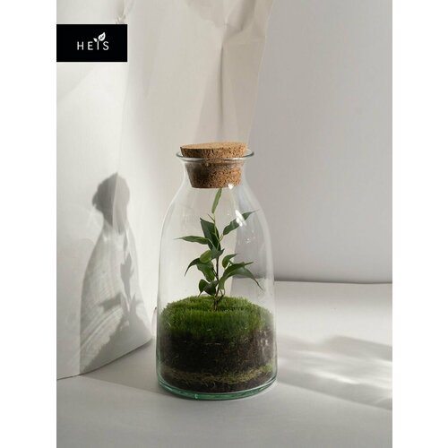 Флорариум стеклянный / экосистемы HEIS / Фикус Бенджамина Classic XS