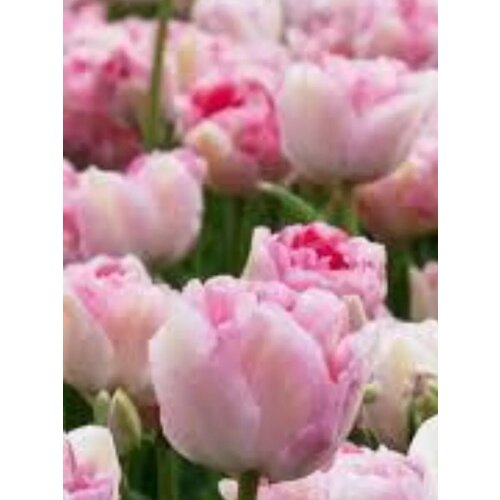 Луковицы Тюльпан Коттон Кэнди - 2 шт 379₽