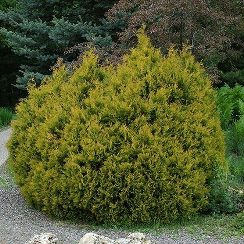 Туя Рейнголд