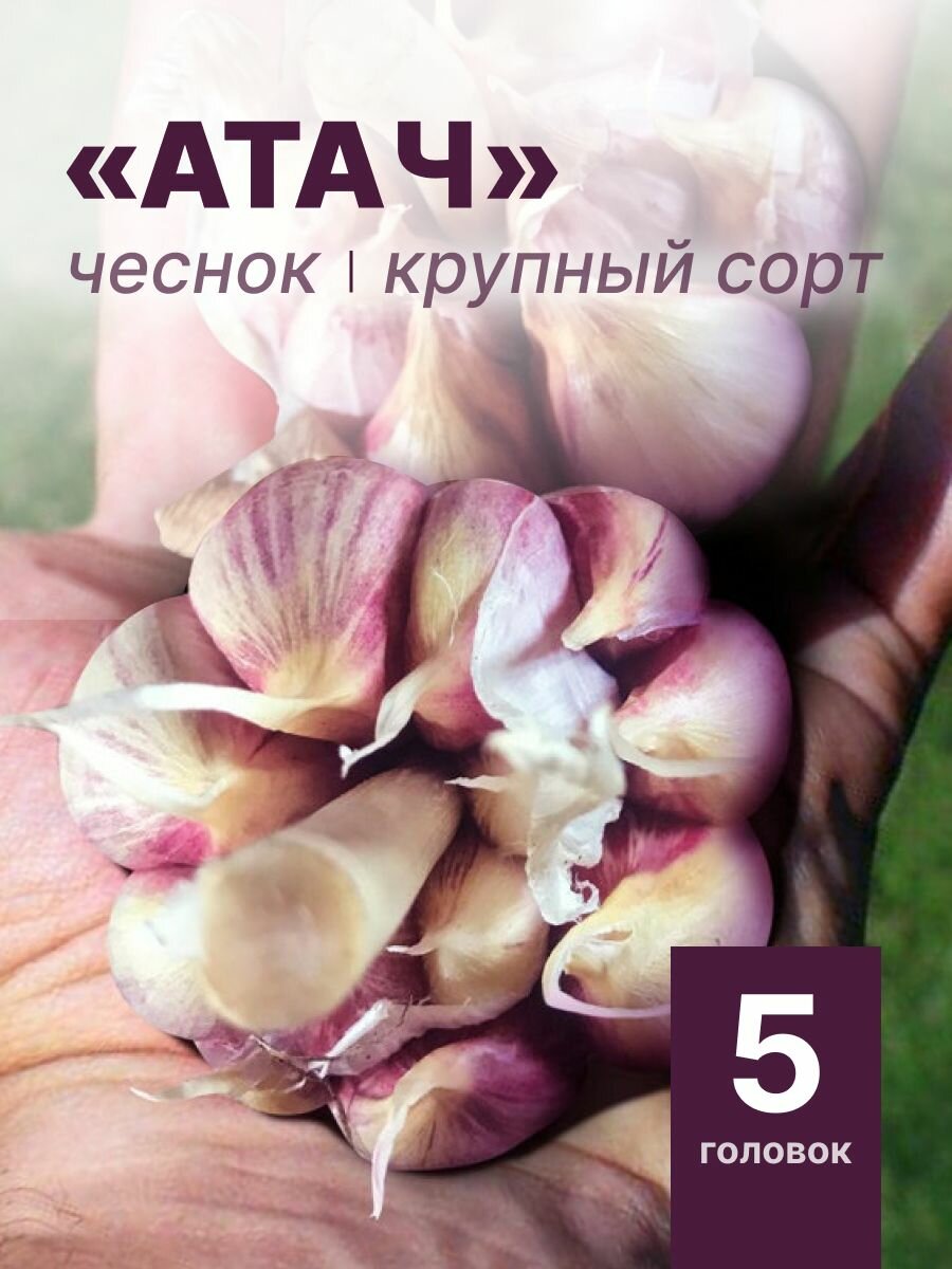 Гигантский чеснок "Атач" на посадку 5 головок