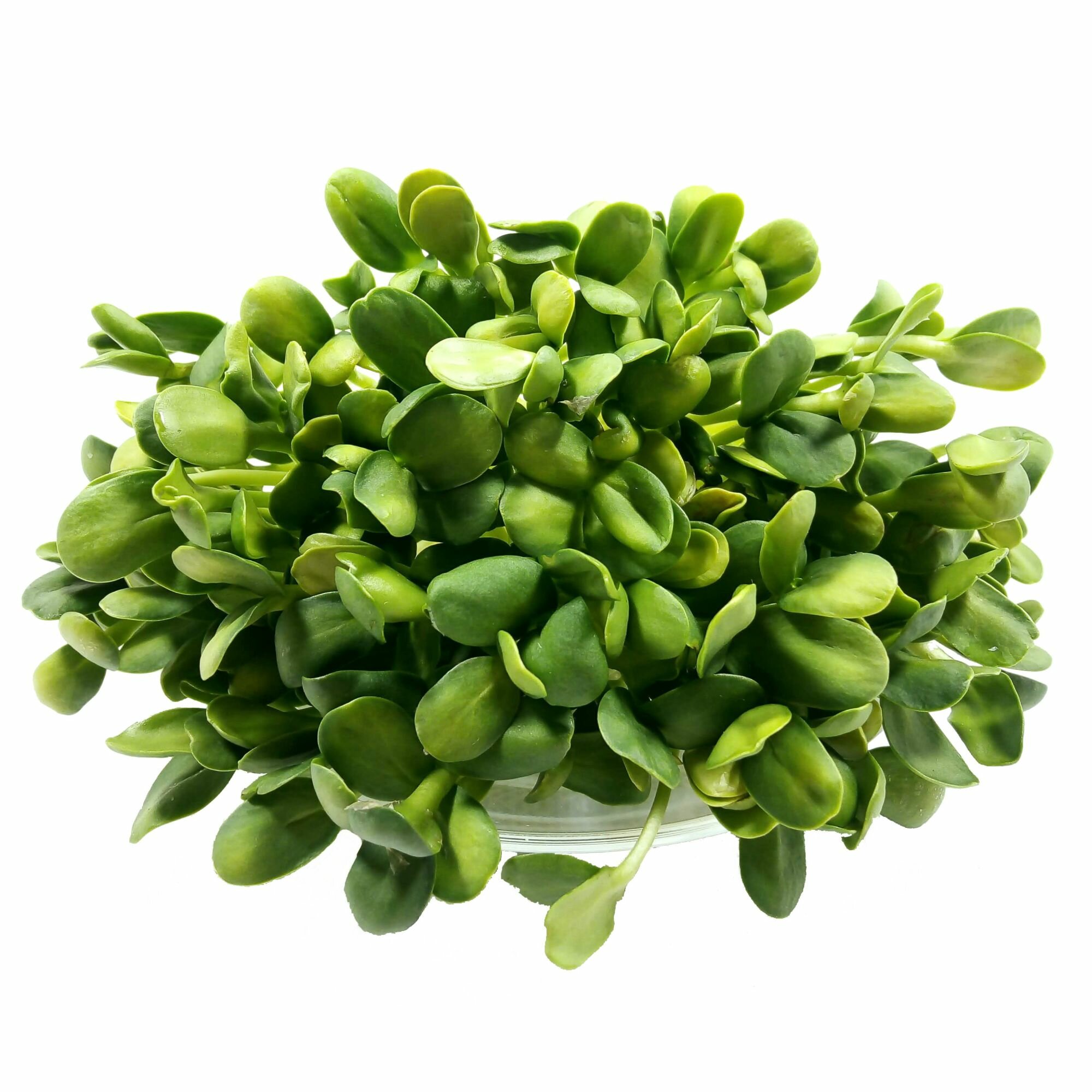 Подсолнечник в скорлупе семена микрозелени Ильинские проростки 25кг