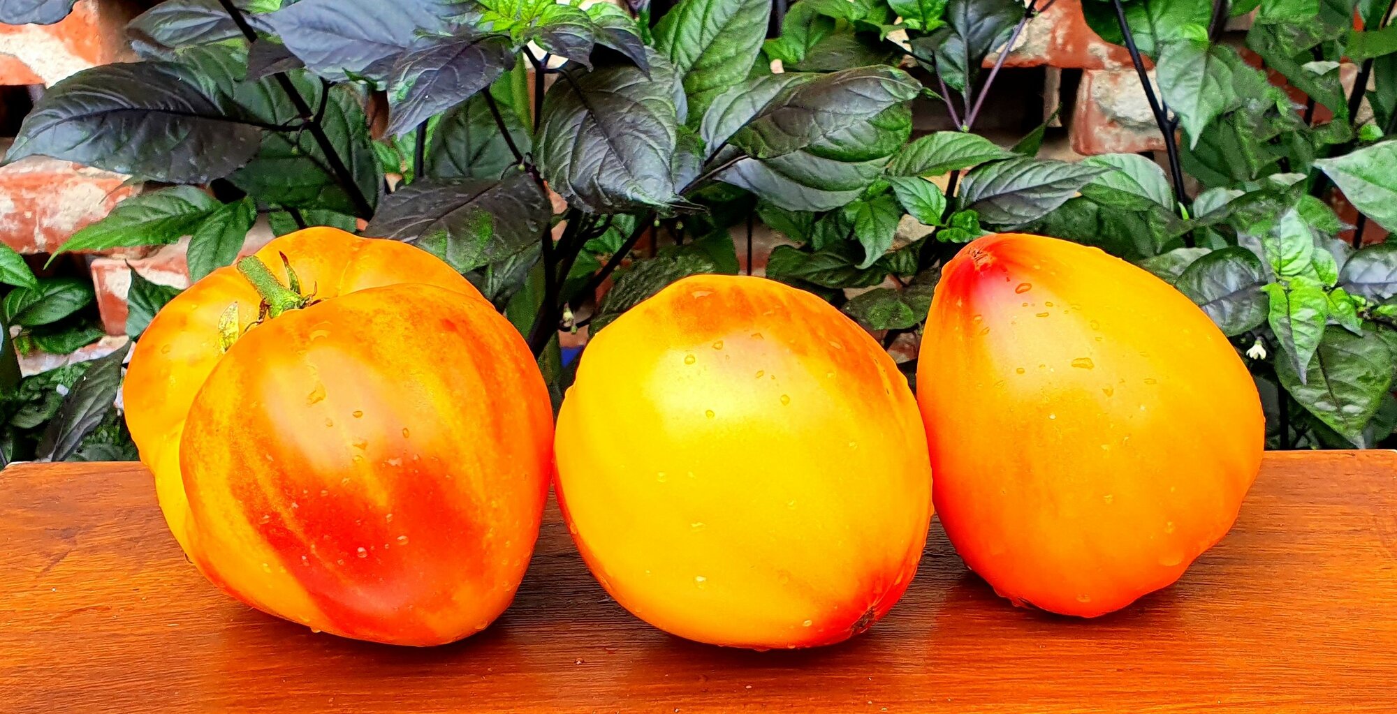 Семена Томат минусинский слон оранжевый (Minusinsk Elephant Orange) / Seeds And Goods / в упаковке 10 семян