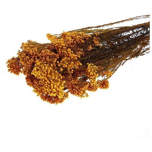 Сухоцвет «Озотамнус» 60 г, цвет оранжевый